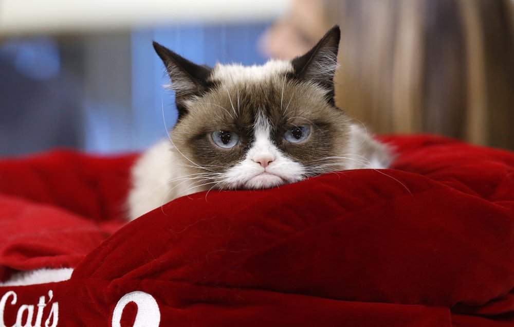 Social Media's Meme Celebrity Grumpy Cat Wins $710,000 Lawsuit